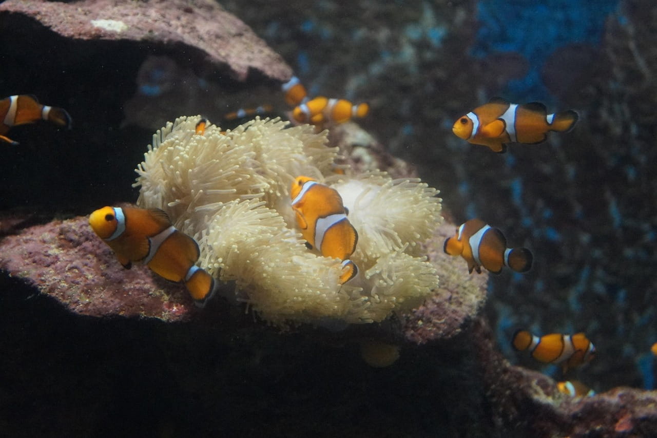 peces en phuket