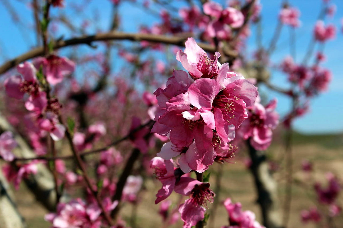 Aitona, melecotoneros en flor