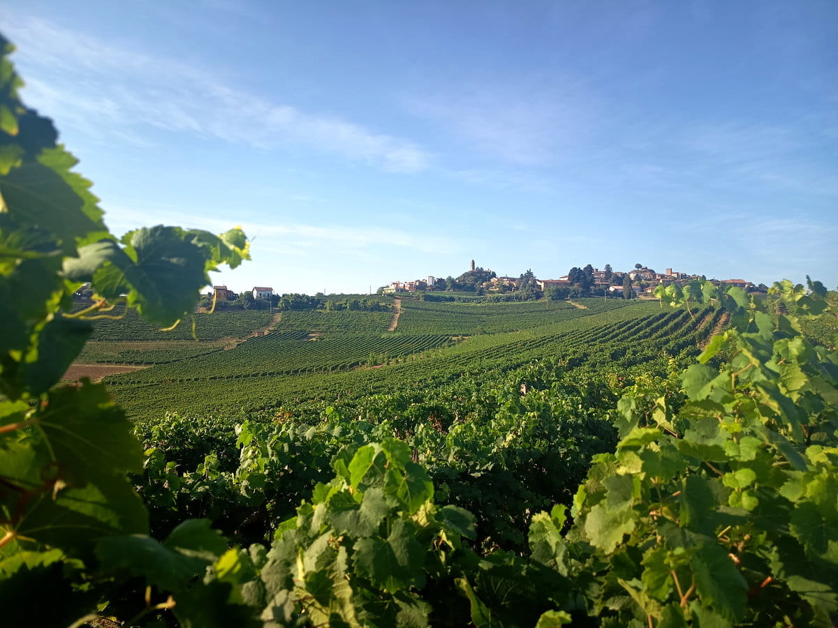 Viñas de Monferrato