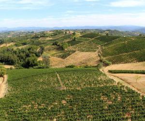 Viñedos del Piemonte