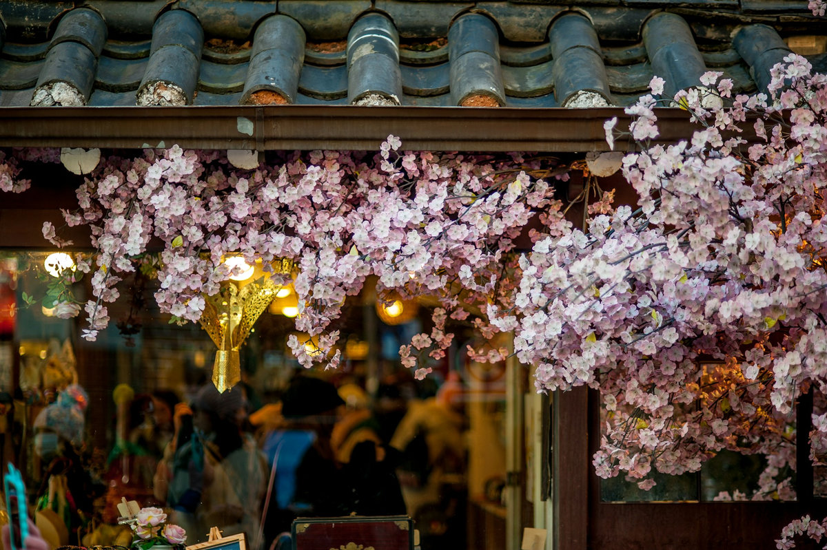 Cerezos, Seúl