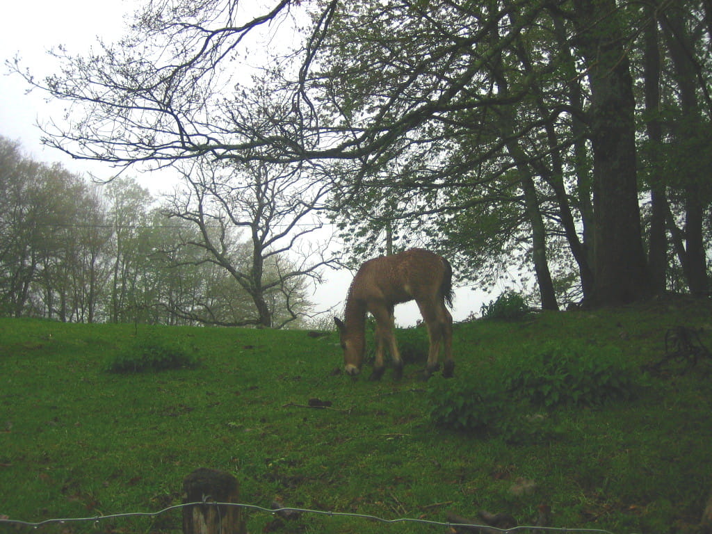 Caballo en Elizondo