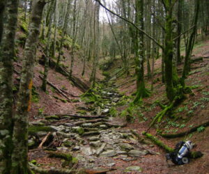 Selva de Irati