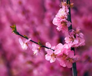 Melocotoneros en flor