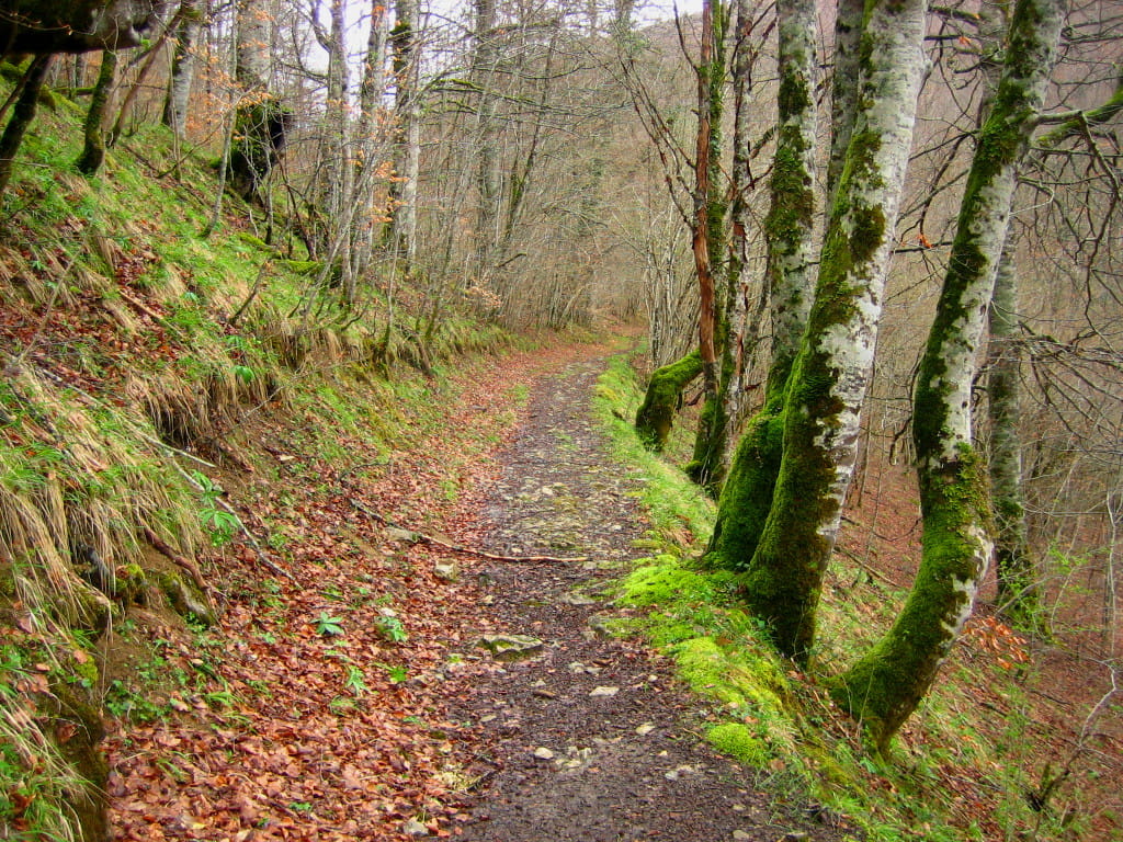 Selva de Irati